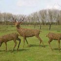 Willow sculpture of a stag and does