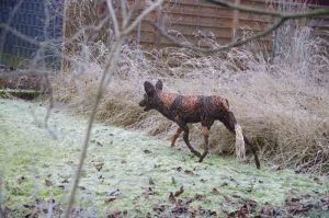 Willow sculpture of a wild dog