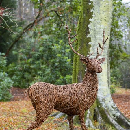 Stag – Woody Fox