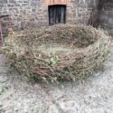 willow birds nest