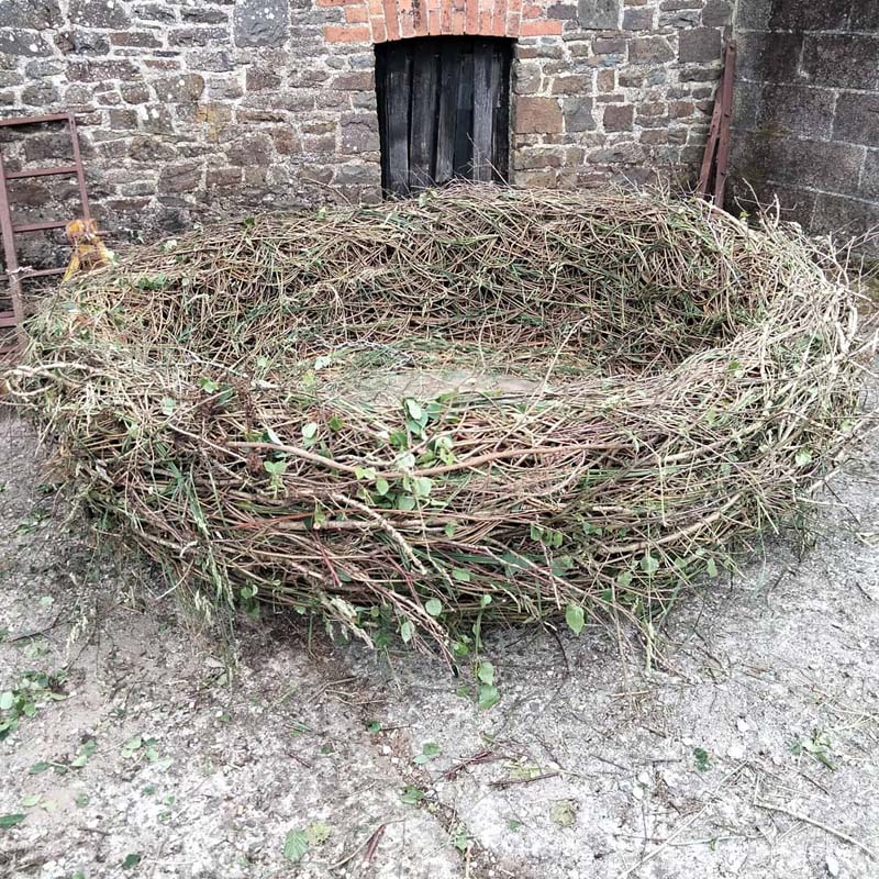 willow birds nest