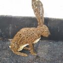 sitting willow hare